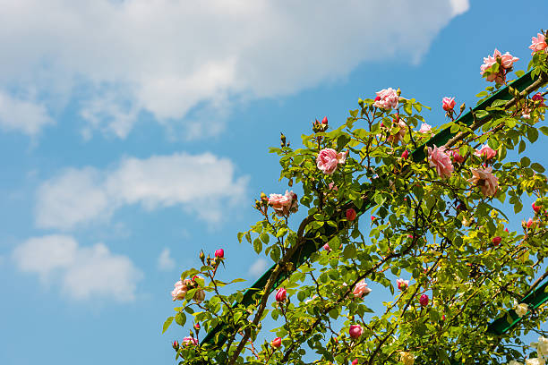 Pink rose bush against a blue sky.