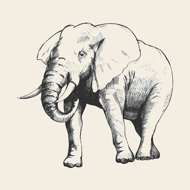 Elephant Pencil sketch of an elephant traced in vector format elephant drawings stock illustrations