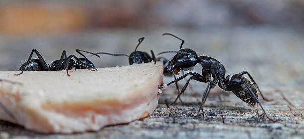 em - anthill macro ant food - fotografias e filmes do acervo