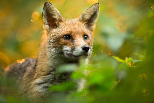 Rojo fox photo