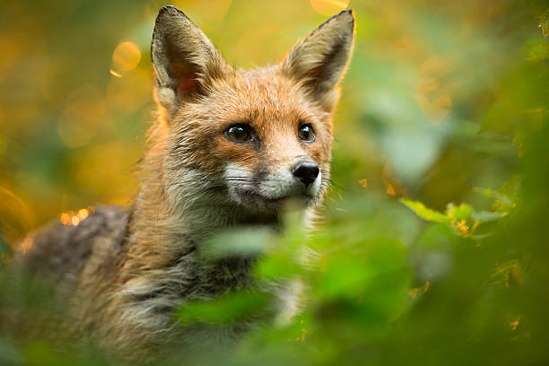 Red fox stock photo
