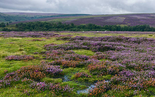 istock North York Moors with heather in bloom, Yorkshire, UK. 501424116