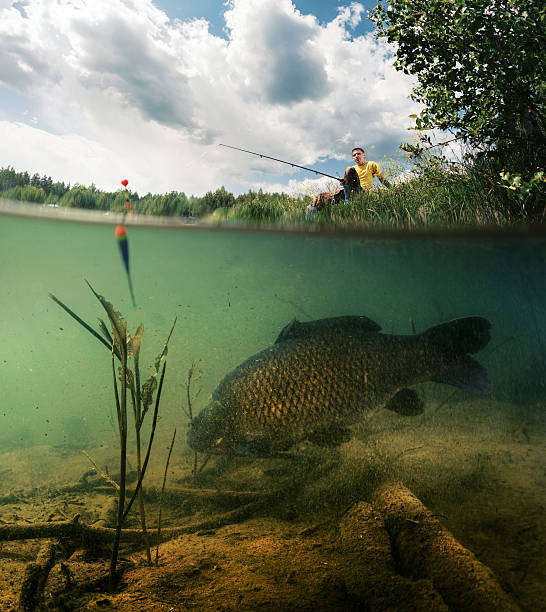 880+ Carp Feeder Fishing Rod Stock Photos, Pictures & Royalty-Free
