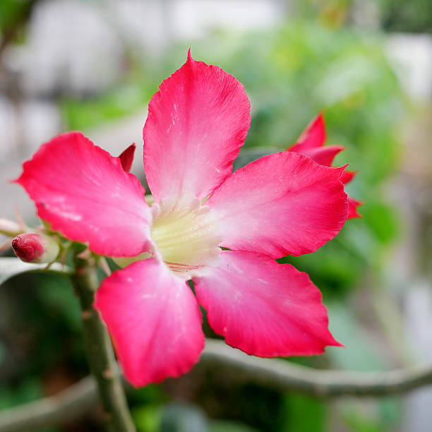 istock Beautiful pink nerium oleander flower 501425072