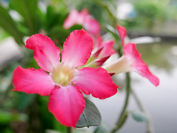 istock Beautiful pink nerium oleander flower 501425206