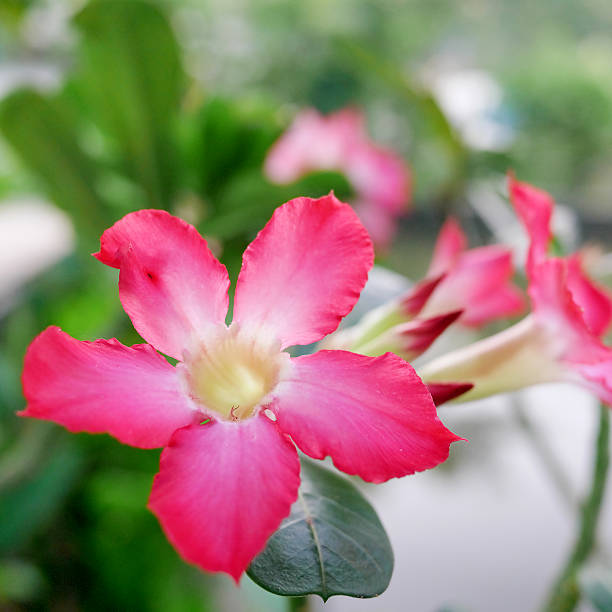 istock Beautiful pink nerium oleander flower 501425318