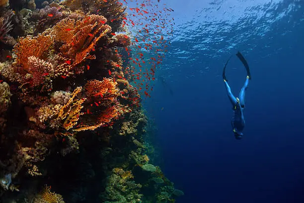 Freediver descending along the vivid reef wall. Red Sea, Egypt