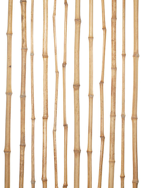 istock The trunks of various thicknesses of dry bamboo. 501425870