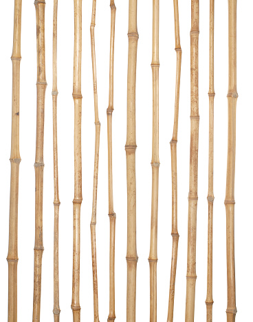 The trunks of various thicknesses of dry bamboo isolated on white background.