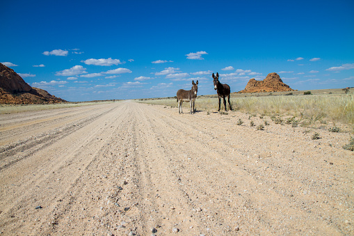 Two donkeys standing on a dirt road somewhere in the countryside of Namibia. Africa.