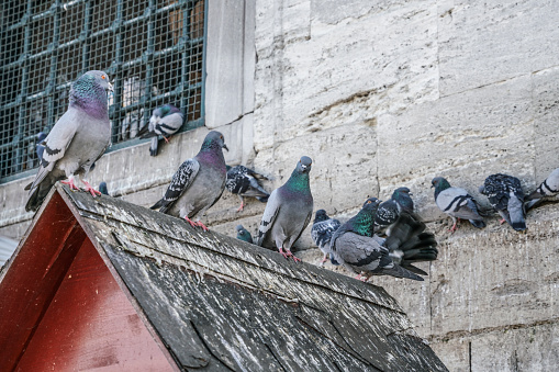 group of gray pigeons standing on roof of a hut