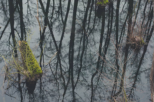 istock Mystic foggy swamp with dead trees 501428902
