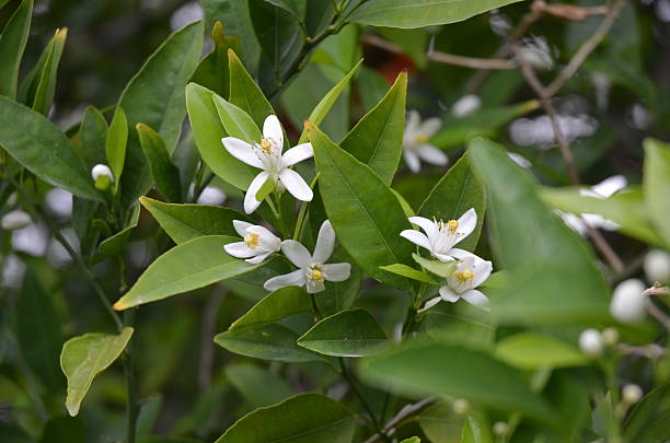 istock White, Fragrant Orange Blossoms Against Dark Green Leaves 501428906