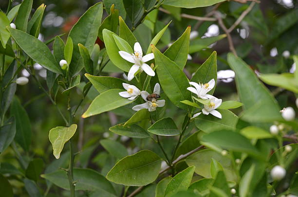 istock Bee Gathering Polin from White, Fragrant Orange Blossoms 501428952