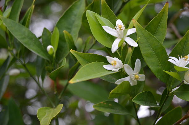 istock White, Fragrant Orange Blossoms Against Dark Green Leaves 501429002