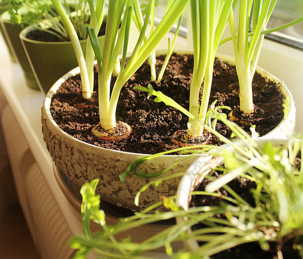 istock Young plant of onion growing in pot on windowsill 501430242
