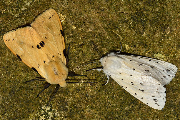 buff armiño (spilosoma luteum) y blanco (spilosoma lubricipeda) ermine - insect moth nature ermine moth fotografías e imágenes de stock