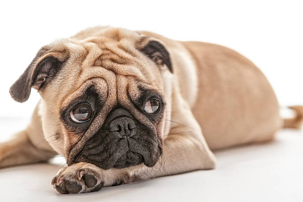 the puppy pug is watching on snail crawling  up fence