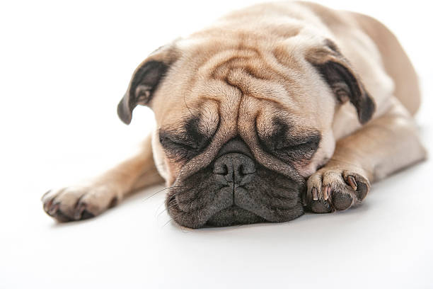 istock Puk Pukster the Pug Taking Nap 501431278