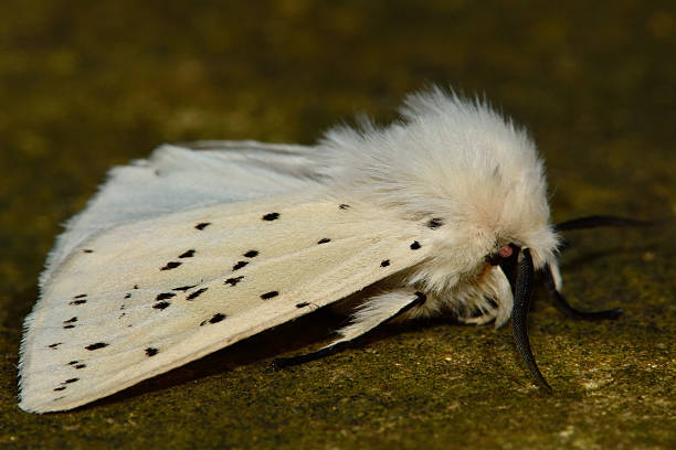 blanco armiño (spilosoma lubricipeda - insect moth nature ermine moth fotografías e imágenes de stock