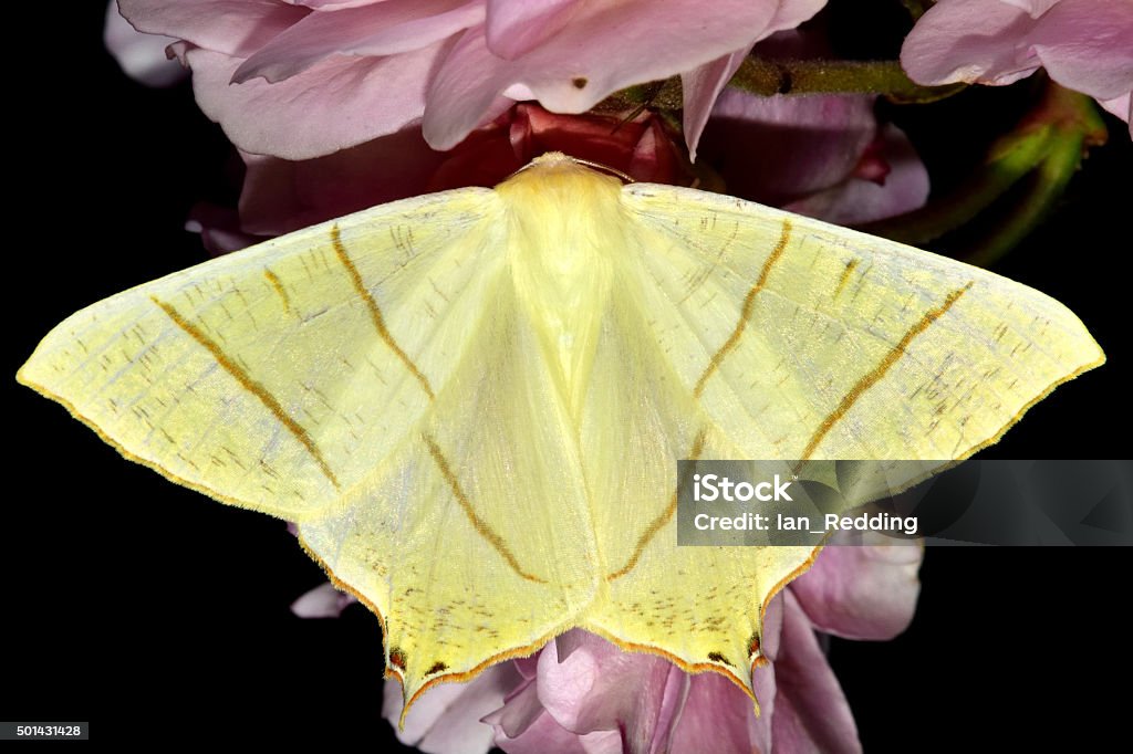Swallow-tailed moth (Ourapteryx sambucaria) A moth in the family Geometridae at rest on a pink rose 2015 Stock Photo