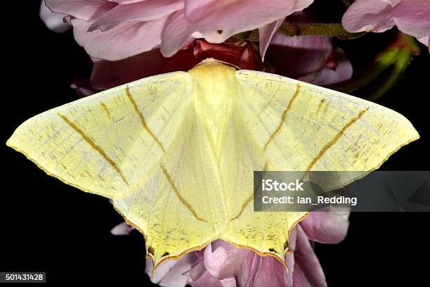 Swallowtailed Moth Stock Photo - Download Image Now - 2015, Animal, Animal Body Part