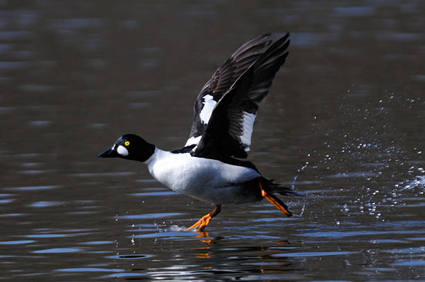 istock Male Goldeneye running at pond water surface 501432902