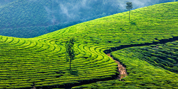 Kerala India travel background - panorama of green tea plantations in Munnar, Kerala, India - tourist attraction