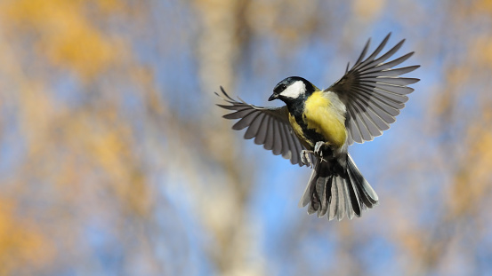 Flying Great Tit (Parus major) in autumn. Moscow region, Russia