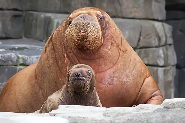 Baby walrus with his mother