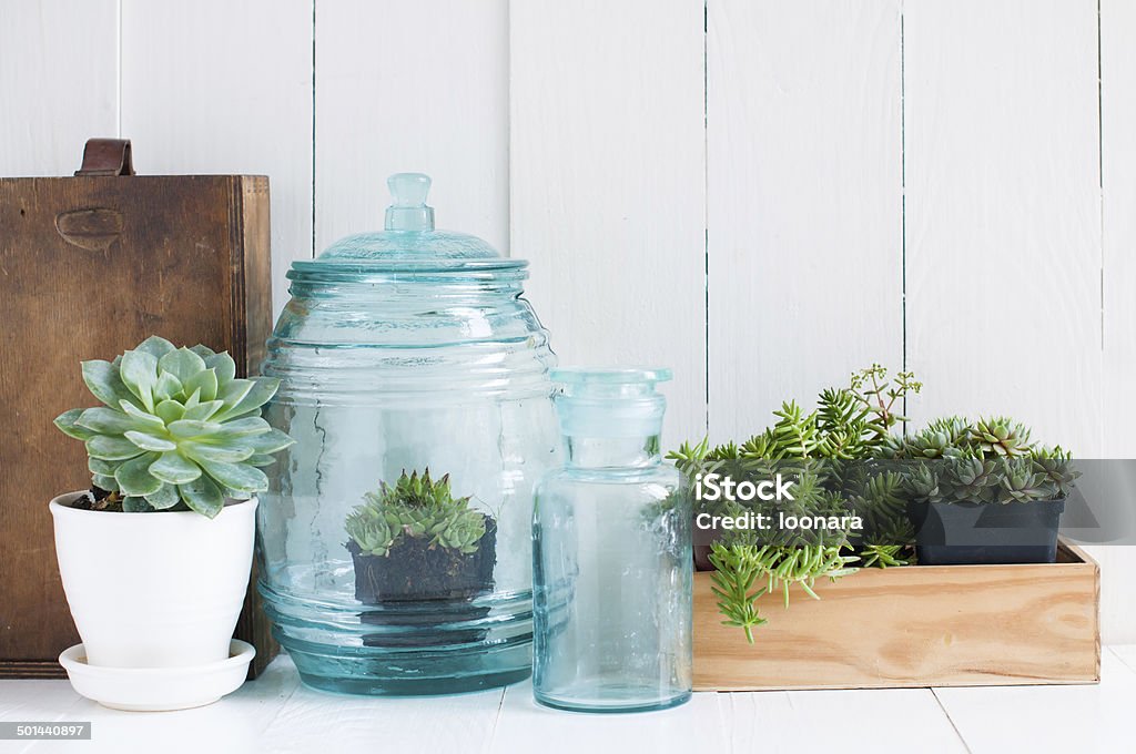 Vintage home decor Vintage home decor: houseplants, green succulents, old wooden boxes and vintage blue glass bottles on white wooden board, cozy home interior. Apartment Stock Photo