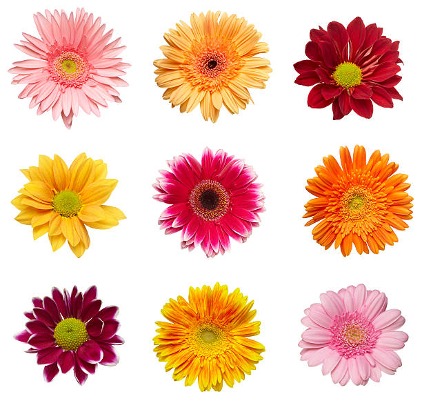 istock flower nature garden botany daisy bloom 501441023