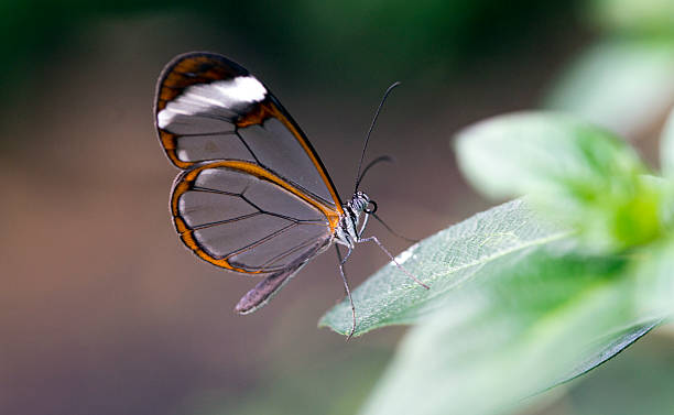 istock Glasswing Butterfly, Greta Oto 501441193