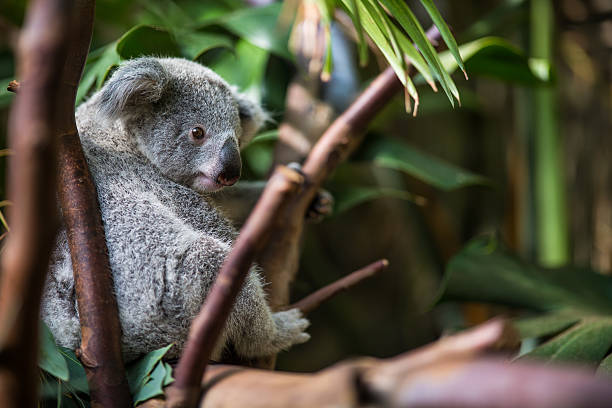coala exibir em uma árvore - stuffed animal imagens e fotografias de stock
