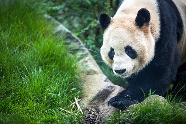 giant panda (ailuropoda melanoleuca) - melanoleuca zdjęcia i obrazy z banku zdjęć