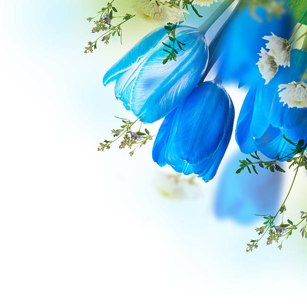 istock Blue tulips with mimosa 501441445