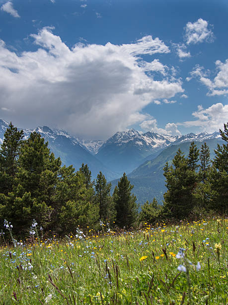 istock Meadows landscape with flowers and trees 501441453