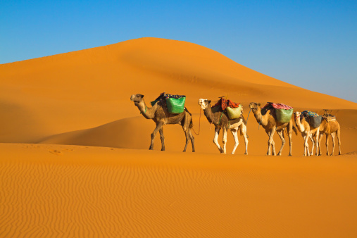 Camel caravan moving in Sahara desert in morning.