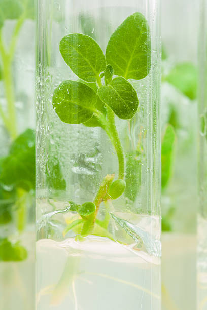 istock single potato plant in laboratory tube with nutrition medium 501442609