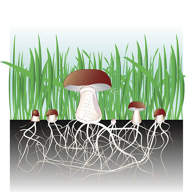 Mushrooms And Vegetation Reproduction Fungus Mycelium And Spore Stock  Illustration - Download Image Now - iStock