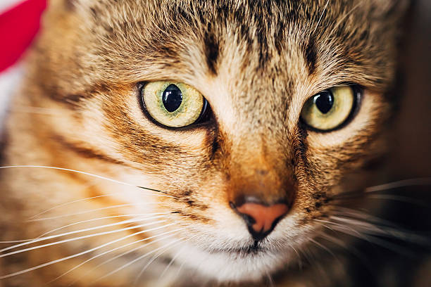 istock Close Up Portrait Tabby Male Kitten Cat 501442875