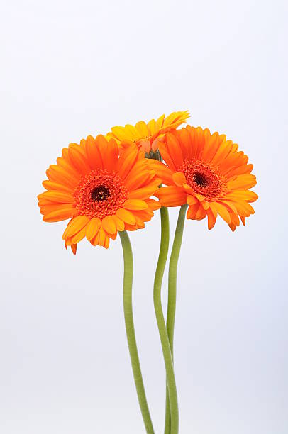 istock Close up of orange daisy flower 501443205