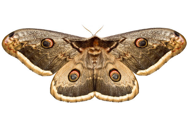 pequena saturnia pavonia - saturn moth imagens e fotografias de stock