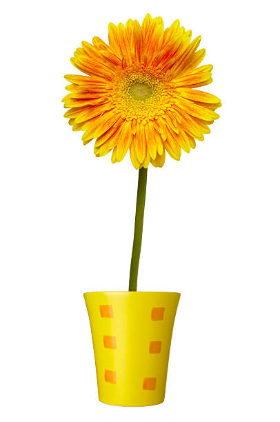 istock flower nature garden botany daisy bloom 501443355