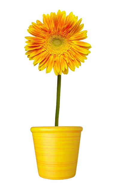 istock flower nature garden botany daisy bloom 501443357
