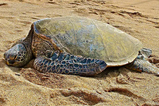 Hawaiian Sea Turtle Lying in the Sand
