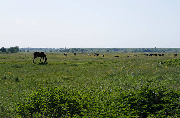 istock horse with cows grazing in the marsh 501443593