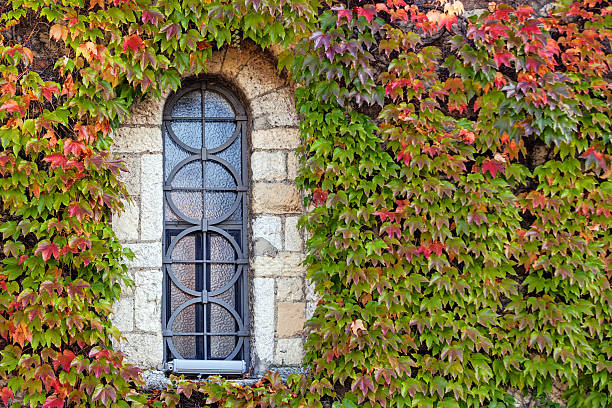 istock window  with orange and green leaves 501443647