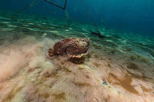 istock Stonefish (synanceia verrucosa) in the Red Sea. 501443799