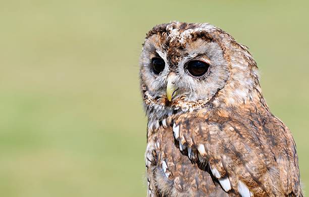 istock Tawny owl, strix aluco. 501443811